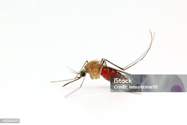 Mosquito Isolated On White Stock Photo - Download Image Now - Anopheles Mosquito, Malaria, Malaria Parasite