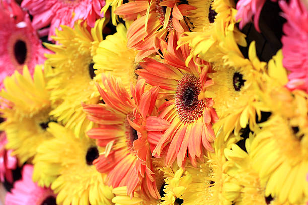Beautiful gerbera or Barberton daisy Beautiful gerbera or Barberton daisy flower make over series stock pictures, royalty-free photos & images