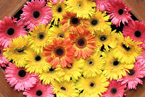 Beautiful gerbera or Barberton daisy Beautiful gerbera or Barberton daisy flower make over series stock pictures, royalty-free photos & images