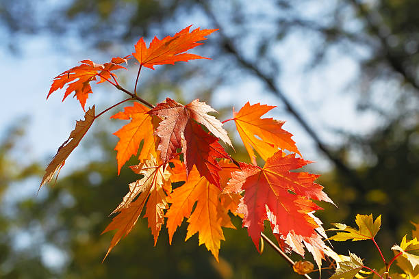 istock Red leaves in autumn 452564601