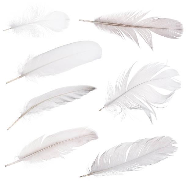 set of seven light grey feathers isolated on white stock photo