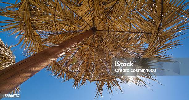 Palm Tree Umbrella Stock Photo - Download Image Now - Backgrounds, Beach, Blue