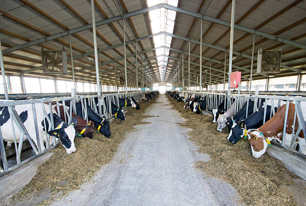 현대적이다 cow 외양간 - animal head horse stable barn 뉴스 사진 이미지