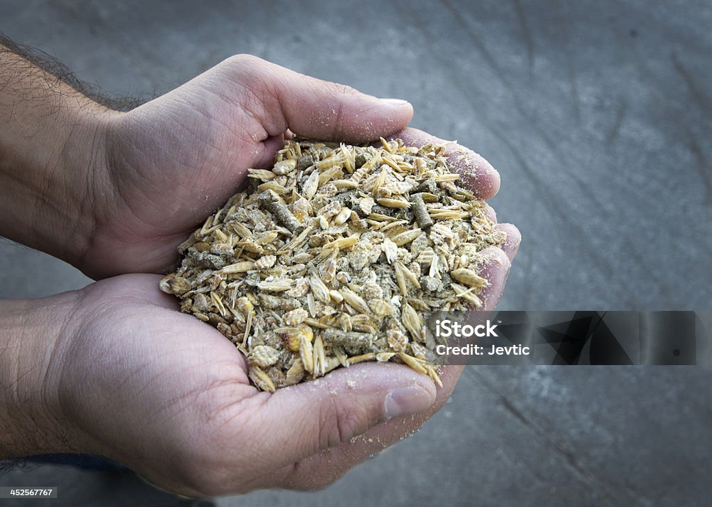 Cow's feed Mixed grains for cows in man's hand Feeding Stock Photo