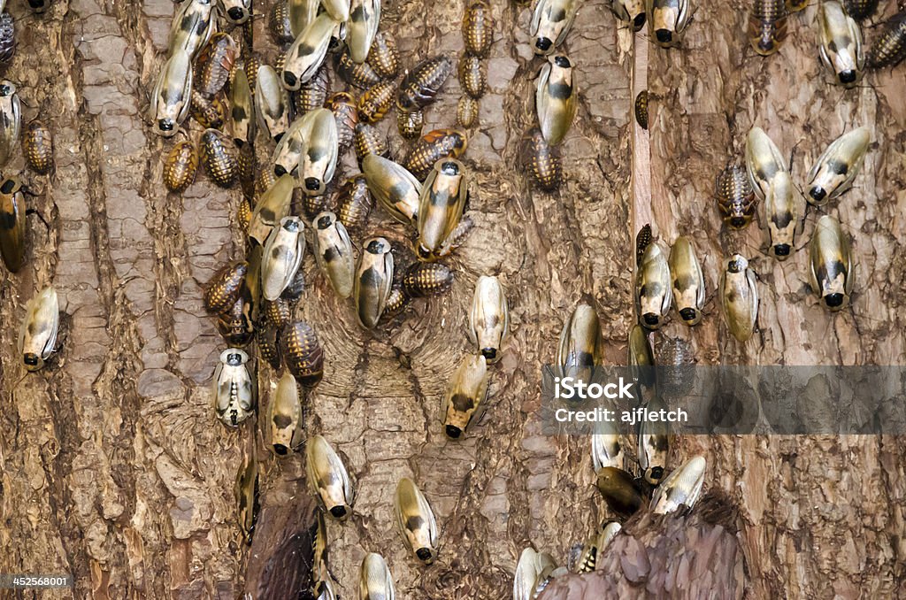 Cockroaches sur écorce d'arbre - Photo de Coléoptère libre de droits