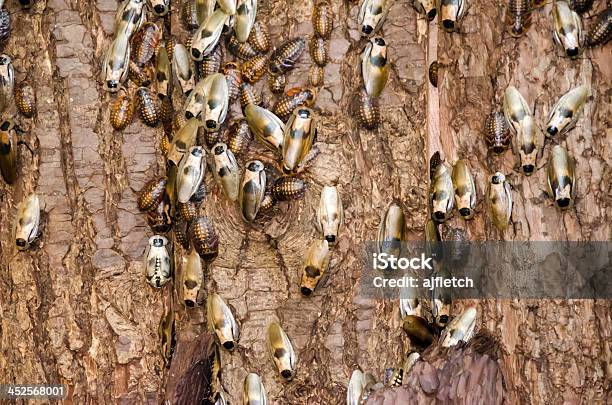 Photo libre de droit de Cockroaches Sur Écorce Darbre banque d'images et plus d'images libres de droit de Coléoptère - Coléoptère, Nuée d'insectes, Agent de désinfection