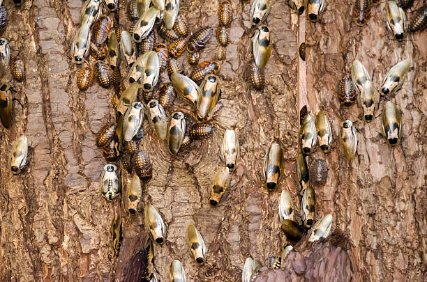 Cockroaches on tree bark stock photo