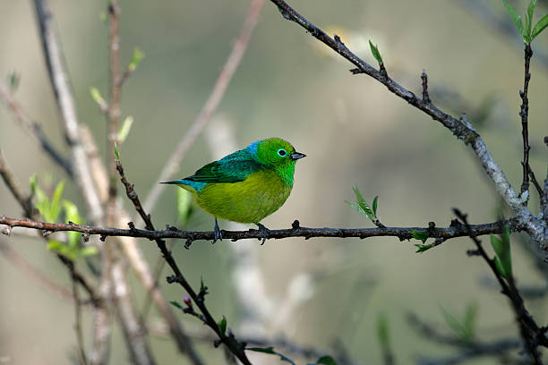 istock Blue-naped chloraphonia, Chlorophonia cyanea 452568741