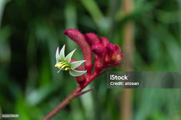 Australian Łapa Kangura Kwiat W Krzaku - zdjęcia stockowe i więcej obrazów Australia - Australia, Botanika, Czerwony