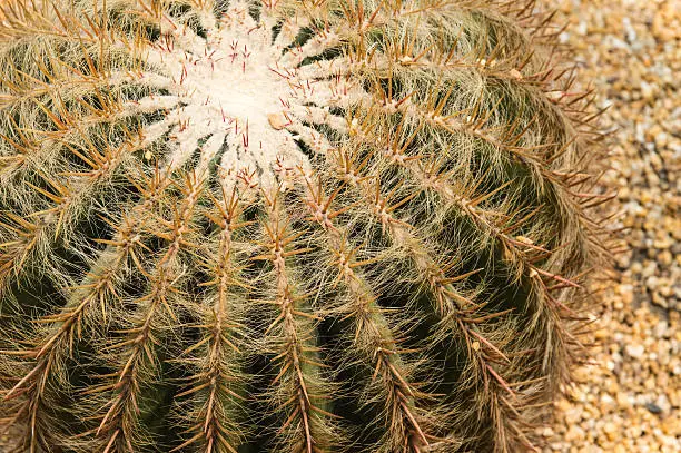 Photo of Close-up of a big cactus