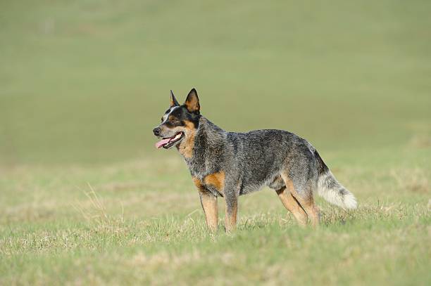 crampons bouvier australien - cattle dog photos et images de collection