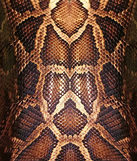 Photo of Snakeskin pattern up close with spots