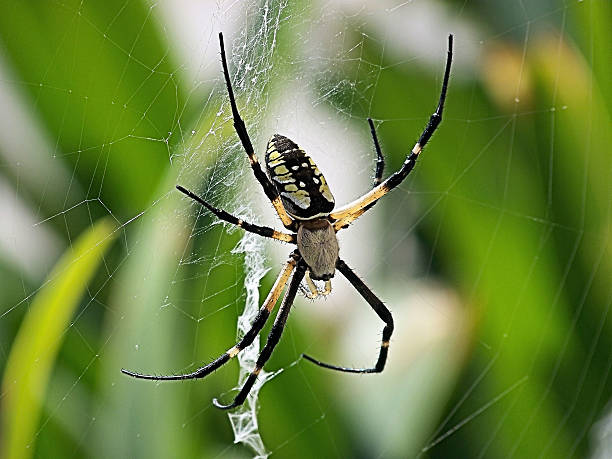 istock Argiope Aurantia AKA Garden Spider 452575351