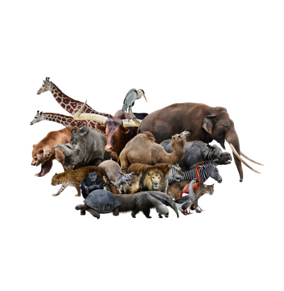 Various Animals Grouped Together Against White Background Stock Photo -  Download Image Now - iStock