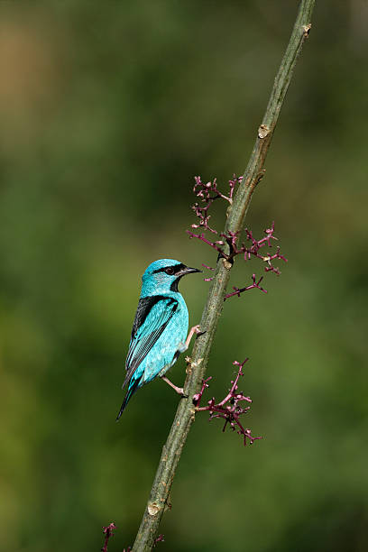 istock Blue Dacnis, Cayana Dacniss 452577435