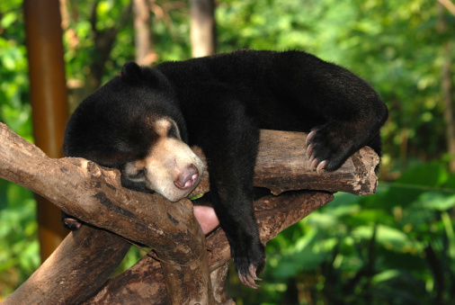 sleeping sun bear on tree