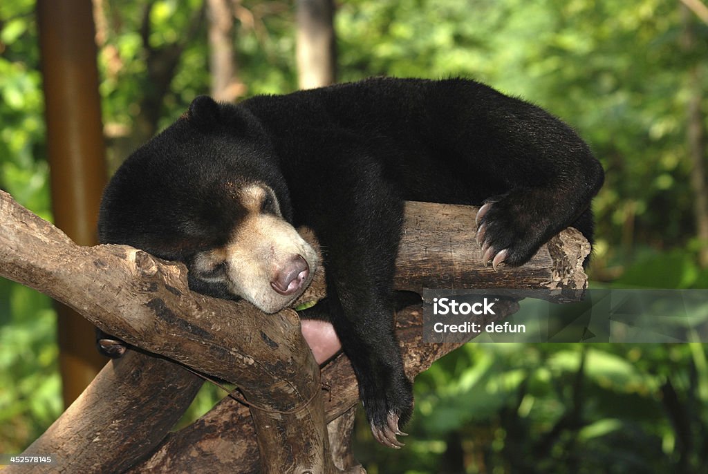 sleeping sun bear sleeping sun bear on tree Humor Stock Photo