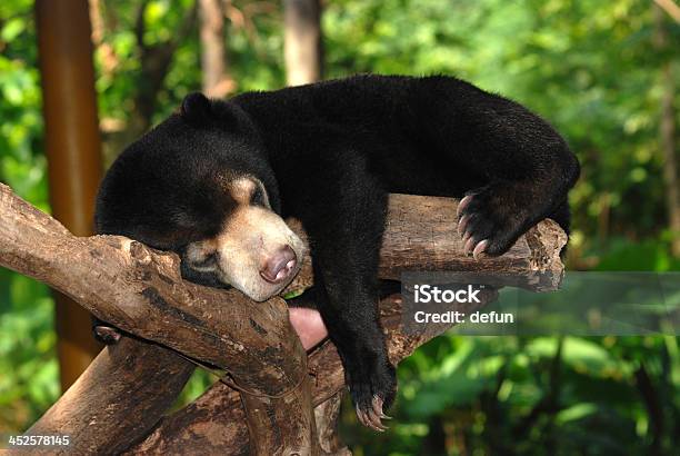 Sleeping Sun Bear Stock Photo - Download Image Now - Humor, Animal Body Part, Animal Nose