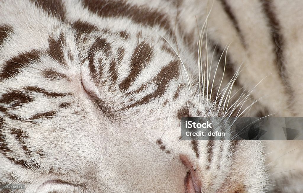 tiger baby tiger baby sleeping Aggression Stock Photo