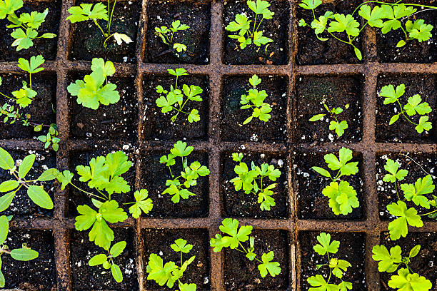 setzlinge wachsenden in vorspeise/tee-sortiment - potting peat dirt moss stock-fotos und bilder