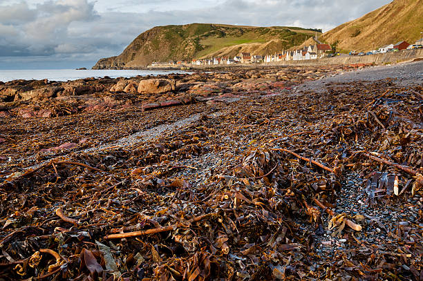 istock Crovie village Scotland 452579065