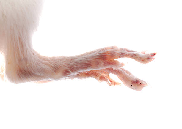 white rat leg detail stock photo