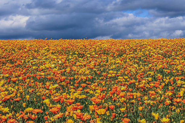 istock Field of blooming flowers 452580015