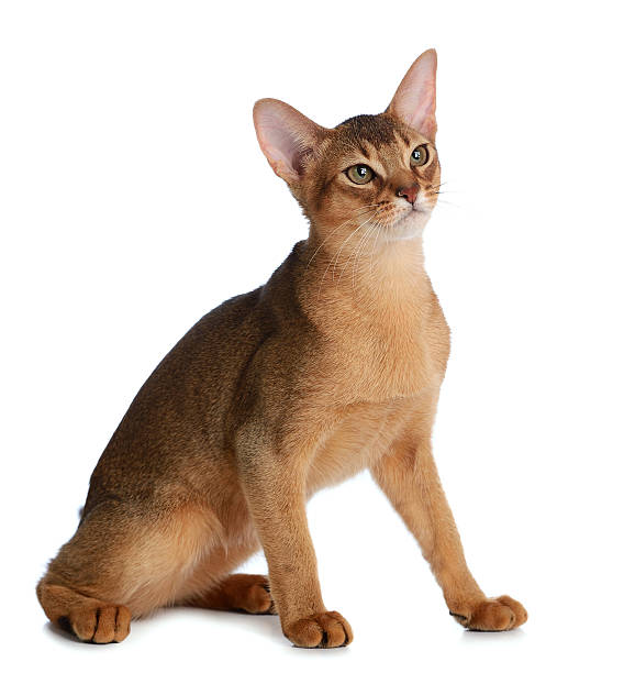 istock Abyssinian young cat isolated on white background 452580183