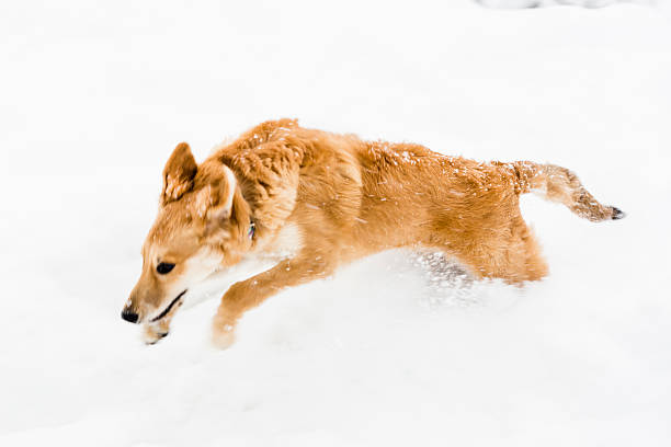 istock Dog on winter landscape 452586289