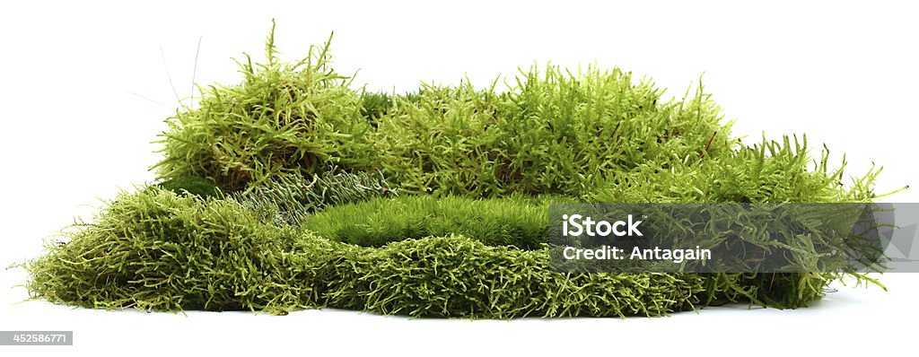 moss Moss Stock Photo