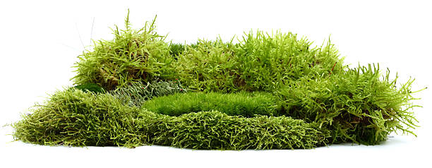 moss stock photo