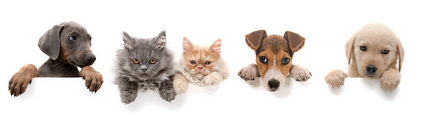 istock dogs and cats above white banner 452590007