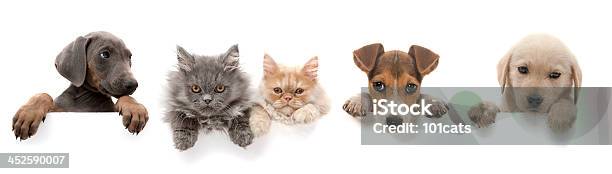 Dogs And Cats Above White Banner Stock Photo - Download Image Now - Domestic Cat, Dog, Variation