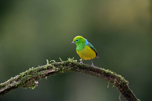 istock Blue-naped chloraphonia, Chlorophonia cyanea 452591533