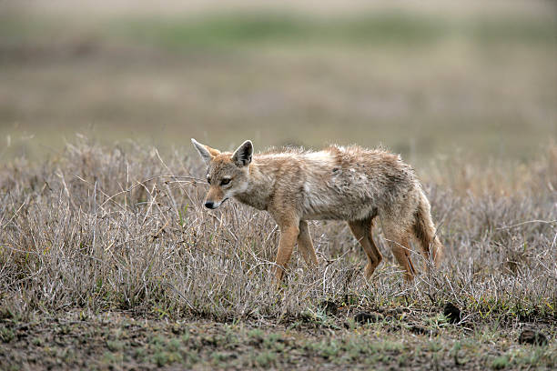 istock Brown, Golden or Asiatic jackal,  Canis aureus, 452591543