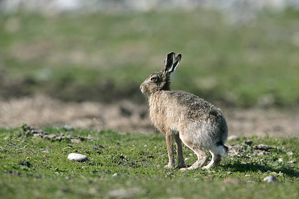 istock Brown hare,  Lepus europaeus 452591729