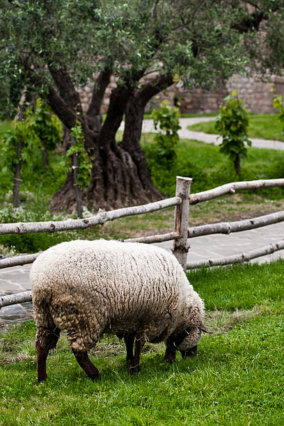 Single Sheep Grazing in the Vineyard stock photo