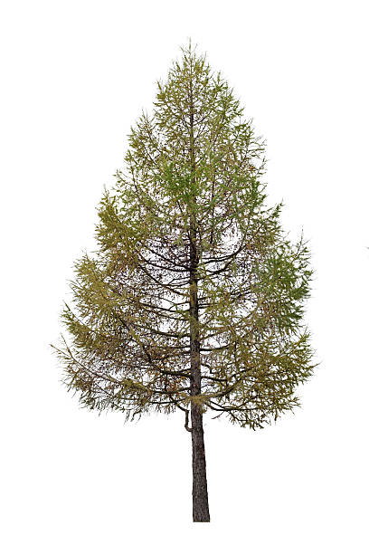 istock autumn larch isolated on white 452592747