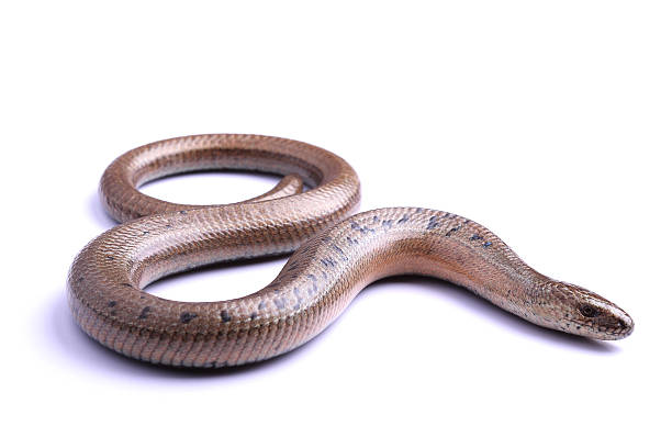 istock Male of Slowworm (Anguis fragilis) isolated on white 452592751