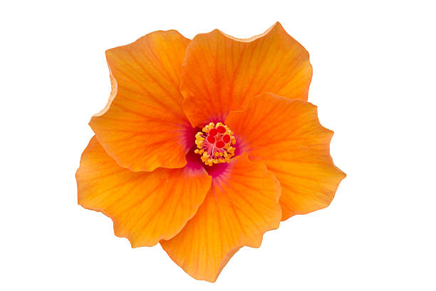istock Beautiful colorful flower for background 452593971