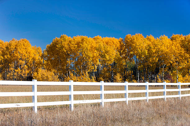 istock Blue sky, yellow trees, white fence. 452594383