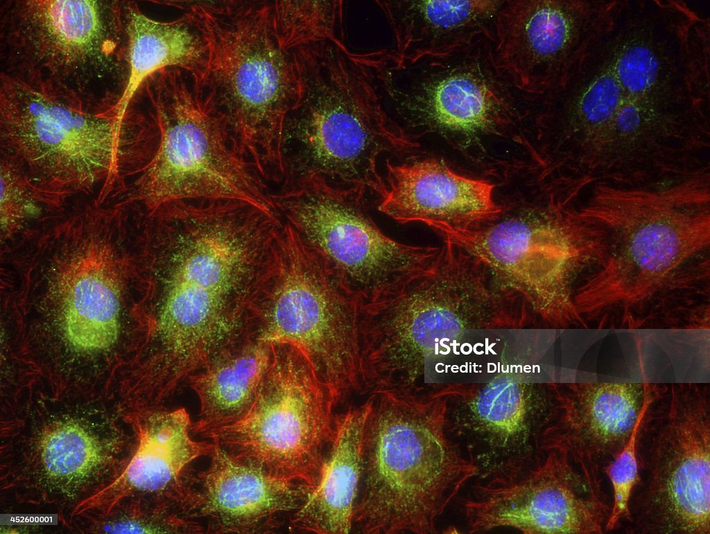 Immortal 40X línea de células - Foto de stock de Micrógrafos Confocales Escaneadores Láser libre de derechos