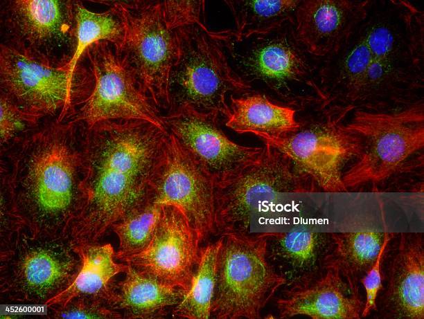 Komórki 40x Nieśmiertelnym - zdjęcia stockowe i więcej obrazów Laser Scanning Confocal Micrograph - Laser Scanning Confocal Micrograph, Immunofluorescent Photomicrograph, Biologia - Nauka