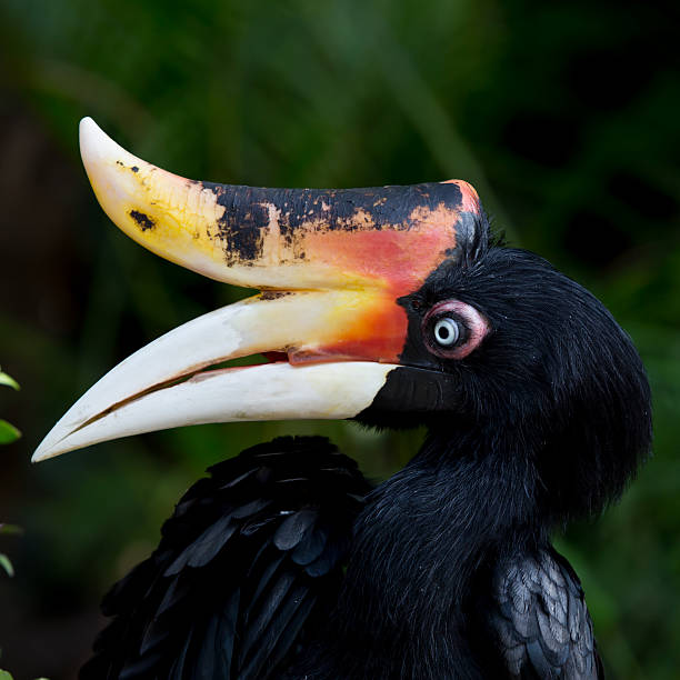 istock rhinocerous hornbill native to Borneo in profile 452600403