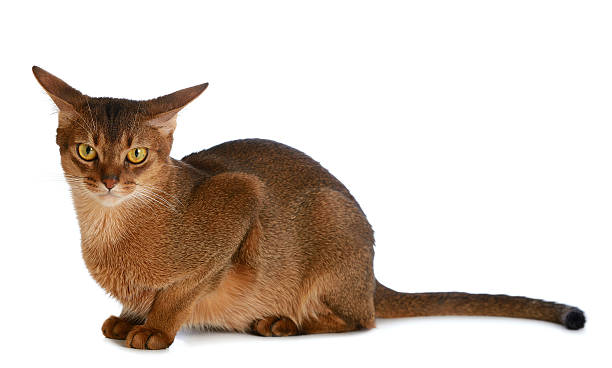 istock Abyssinian young cat isolated on white background 452600457