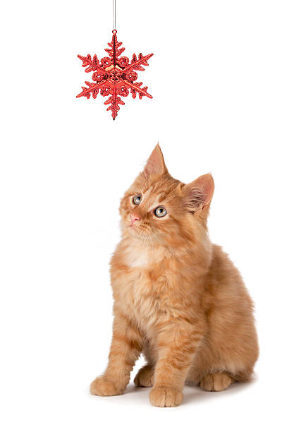 istock Cute Orange Kitten Playing with a Christmas Ornament on White 452605773