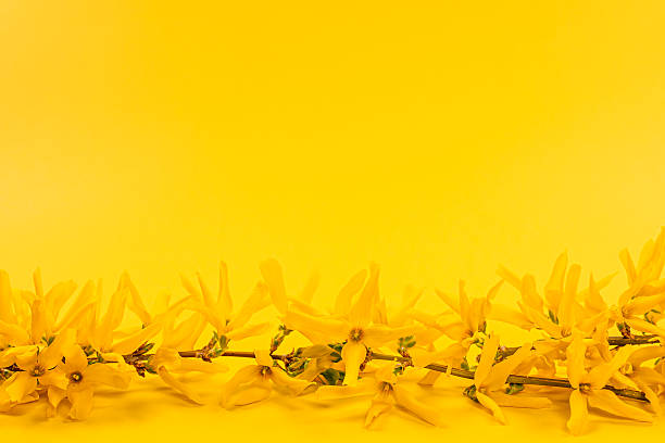 istock Yellow spring background with forsythia branch 452606085