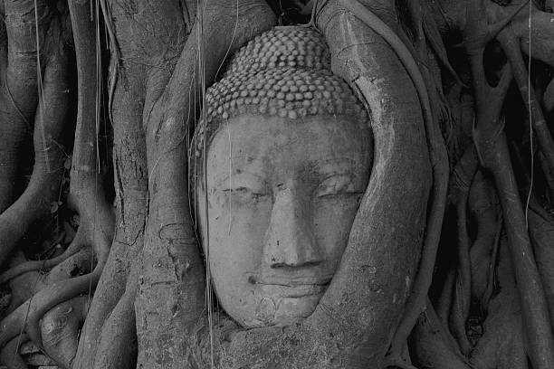 istock Head of sandstone Buddha in tree roots at Wat Mahathat 452606245