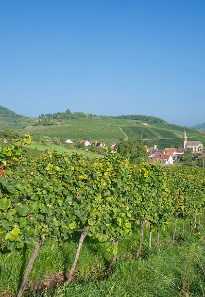 istock Village of Birkweiler,german Wine Route 452621065
