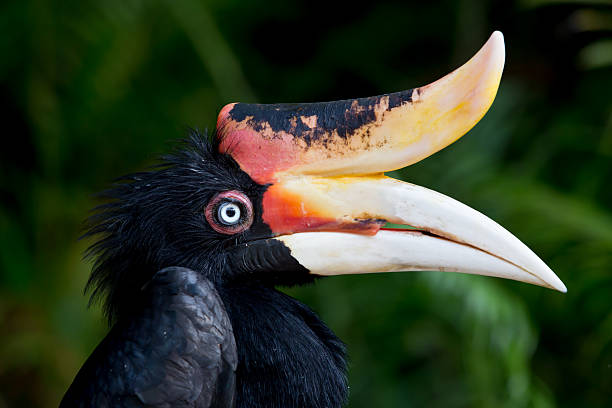 istock rhinocerous hornbill native to Borneo in profile 452621783